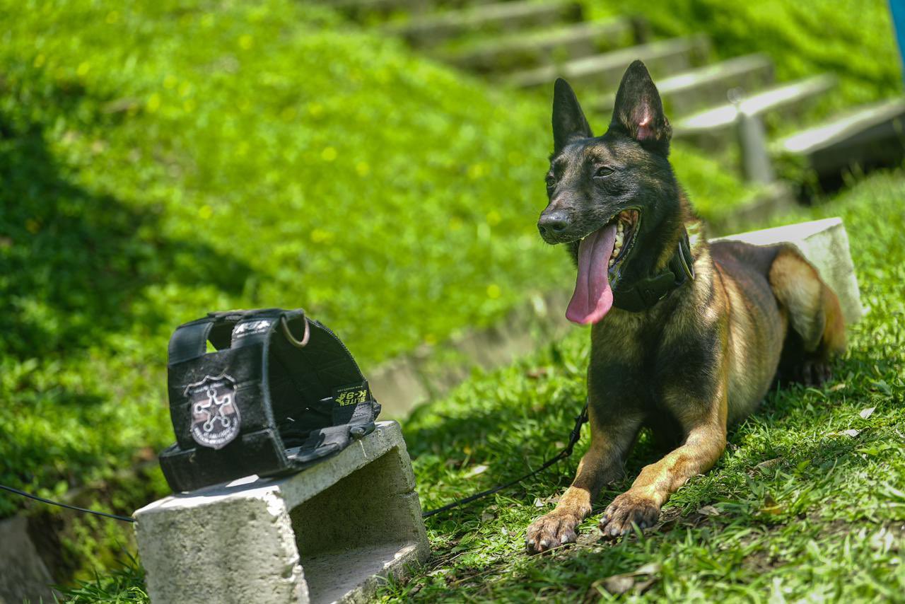 Ministro de Seguridad destaca efectividad de agentes K9 en lucha contra el narcotráfico
