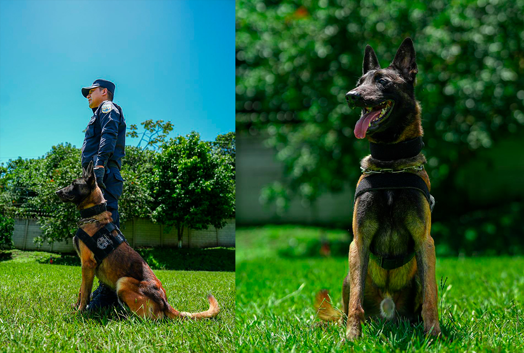 Ministro de Seguridad destaca efectividad de agentes K9 en lucha contra el narcotráfico